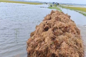 জগন্নাথপুরে ধান কাটতে গিয়ে কৃষকের মৃত্যু