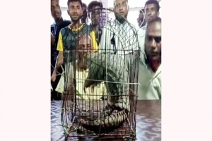  টাঙ্গুয়ার হাওর থেকে বিপন্ন প্রজাতির বনরুই উদ্ধার 