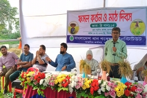 ব্রি ধান১১৪&rsquo;র ফলনে মুগ্ধ কৃষকরা, ছাতকে জমকালো মাঠ দিবস অনুষ্ঠিত