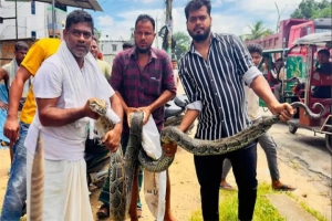 শ্রীমঙ্গলে বিশালাকার অজগর সাপ উদ্ধার