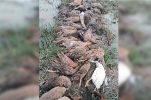 কুলাউড়ায় ধান খেয়ে ৭০ হাঁসের মৃত্যু, বিষ মেশানোর অভিযোগ