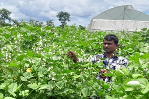 শ্রীমঙ্গলে গ্রীষ্মকালীন শিম চাষে বাজিমাত