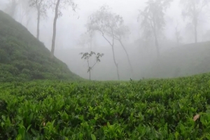 দেশের সর্বনিম্ন তাপমাত্রা শ্রীমঙ্গলে ১২.৫ ডিগ্রি