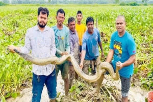 শ্রীমঙ্গলে ধানক্ষেত থেকে বিশাল অজগর উদ্ধার