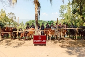  সিলেট সীমান্তে পৃথক অভিযানে ভারতীয় গরু-মহিষ ও চোরাই পণ্য জব্দ