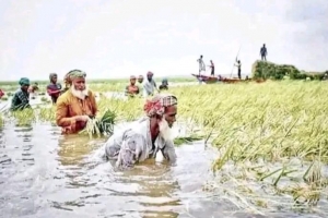 হাকালুকি হাওরে পানিতে ভাসছে কৃষকের স্বপ্ন!