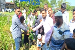 ছাতকে হাজী আব্দুল খালিক স্কুলে আবুল হাসানের অর্থায়নে ফল ও বনজ চারা রোপণ