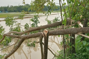 কানাইঘাটে রাতের আধাঁরে রিক্সা চালকের গাছ কেটে সাবাড়