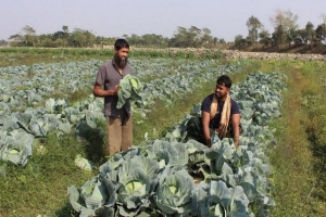 কুয়েতে প্রচণ্ড ঠান্ডা গরম উপেক্ষা করে সবজি চাষে বাংলাদেশীদের ব্যাপক সফলতা