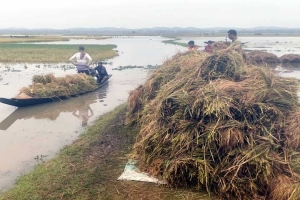 হাকালুকিতে শ্রমিক সংকটে গোলায় ধান তুলতে বিলম্ব