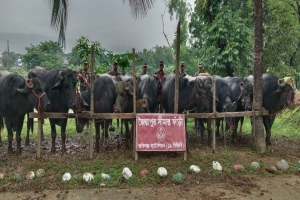 সিলেট সীমান্তে অর্ধকোটি টাকার চোরাচালান আটক 