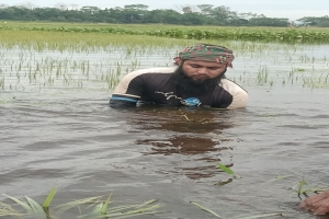 বন্যার আগে তলিয়ে গেছে কৃষকের স্বপ্নের সোনালী ফসল 