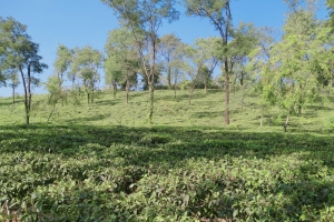 ফাইলেই আটকে আছে সিলেটের পর্যটন মহাপরিকল্পনা