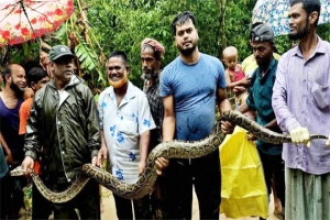 শ্রীমঙ্গলে বিশাল আকৃতির অজগর উদ্ধার 