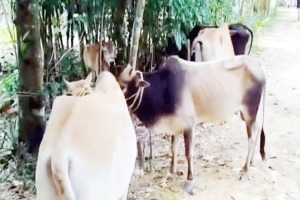 চুনারুঘাট সীমান্তে ৬টি ভারতীয় গরু জব্দ