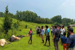 জুড়ীতে বজ্রপাতে ১৩ গরু, ১ মহিষের মৃত্যু