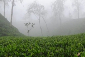 শ্রীমঙ্গলে সর্বনিম্ন তাপমাত্রা ৮.৬ ডিগ্রি