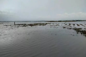 হবিগঞ্জে ১২ হাজার হেক্টর ধান পানির নিচে
