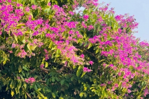 পথের ধারে মুগ্ধতা ছড়াচ্ছে জারুল ফুল