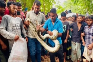 শ্রীমঙ্গলে বসতঘর থেকে বিশাল অজগর উদ্ধার
