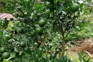 মাল্টা চাষে সফল শ্রীমঙ্গলের আতর আলী