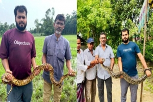 শ্রীমঙ্গলে দুই দিনে ২ অজগর উদ্ধার